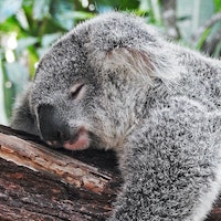 a sleeping koala